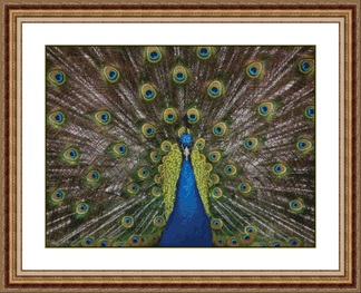 Peacock Cross Stitch